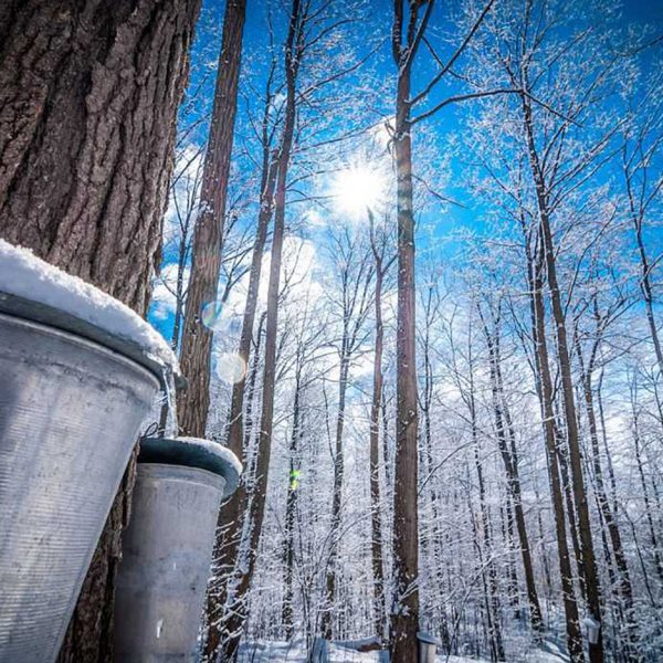 Ontario Maple Season Guide