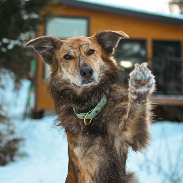 Our Guide to Pup-Friendly Winter Adventures