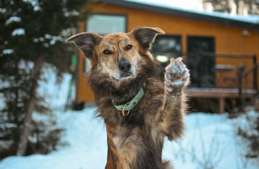 Our Guide to Pup-Friendly Winter Adventures